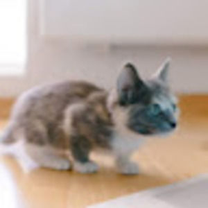 Meet your Posher, Dot